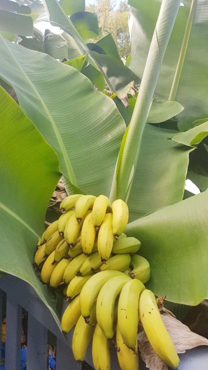 Dayspring Lodge Nuku'alofa Eksteriør bilde